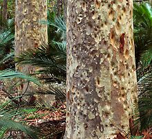 Spotted Gum - Mimosa Rocks National Park by Darren Stones
