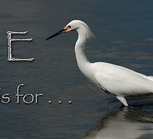 E is for . . . by Bonnie T. Barry