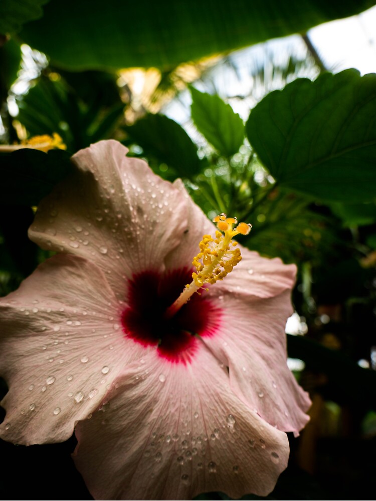 Hibiscus Flower Sticker For Sale By Araveen Photo Redbubble