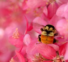 UTOPIA IN PINK by clou2
