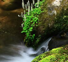 Mountain Streams by Gary L Suddath