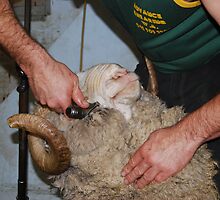 Shearing the Ram by Robyn Stewart