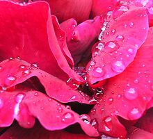Rain drops on red rose by Maryanne Lawrence