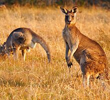 Kangaroos by Darren Stones