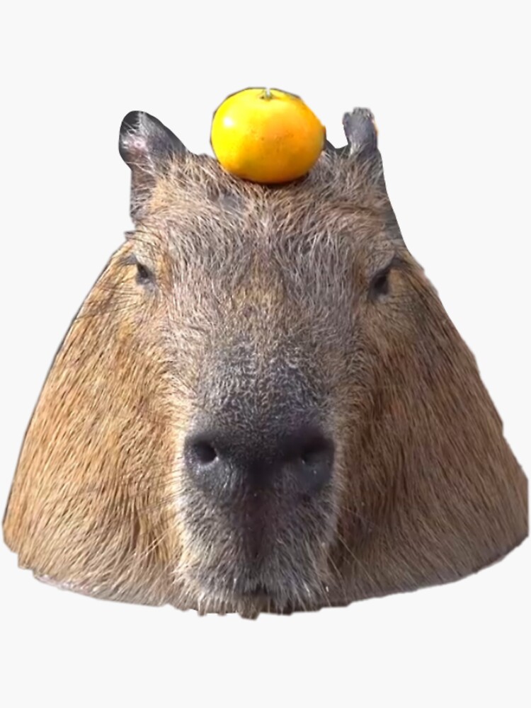 Capybara Orange Meme Sticker For Sale By Elizabubble26 Redbubble