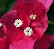 Bouganvillea by jenndes