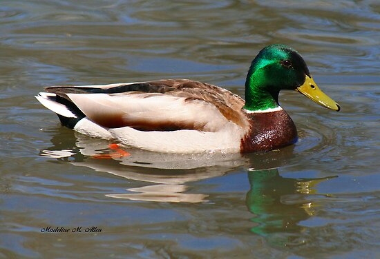 Male Duck