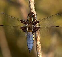 Male Broad-bodied Chaser by Neil Bygrave (NATURELENS)
