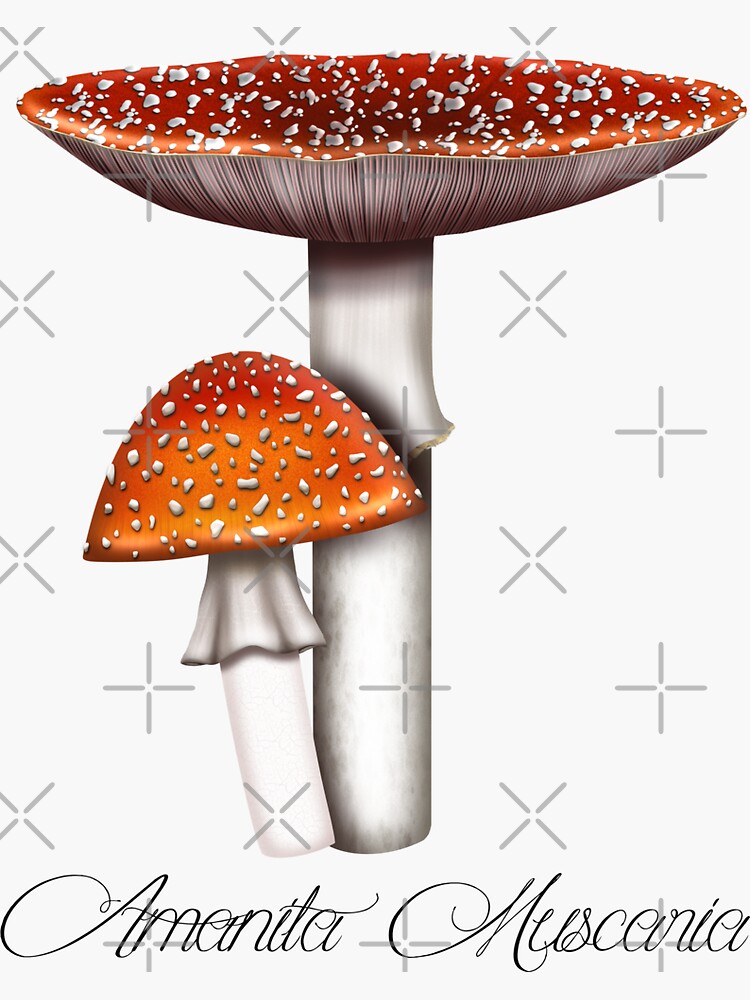 Fly Agaric Amanita Muscaria Sticker For Sale By Milamara Redbubble