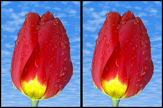 cross eye tulip stereo photothe 50's are back in by zacco