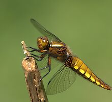 Female Broad-bodied Chaser by Neil Bygrave (NATURELENS)