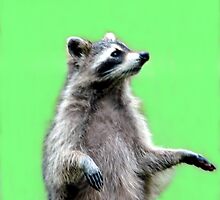 Ricky The Racoon by Kathleen Struckle