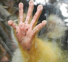 Stop! Bolivian Squirrel Monkey's Hand, Wellington Zoo by Sandra Sengstock-Miller