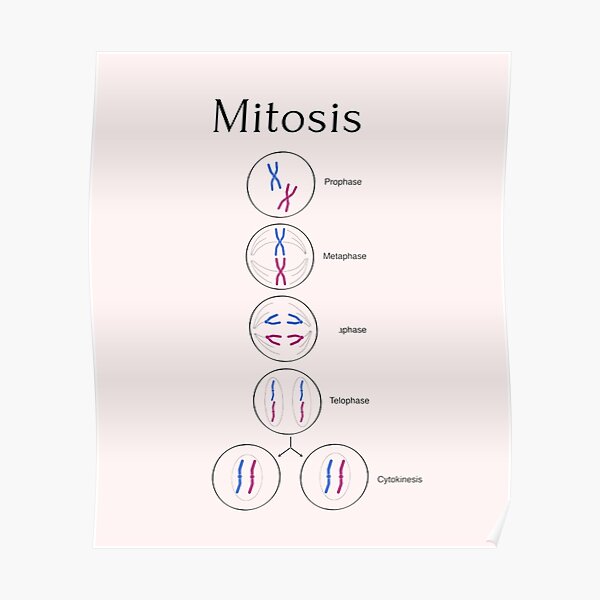 Mitosis And Mitosis Poster For Sale By Hydrored Redbubble