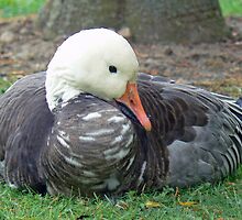 A Lesser Snow Goose by AARDVARK