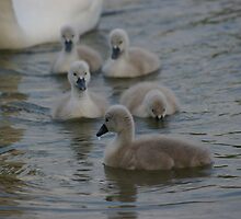 Signet Success by Justin020