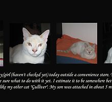 Stray Kitten by Ruth Palmer