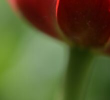 Irresistible love by Claire Armistead