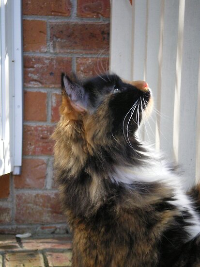 Curious Lucy by Rebekah McLeod Curious Lucy by Rebekah McLeod