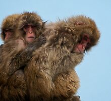 Snow Monkeys by Shannon Benson