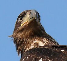 Gazer by Gail Bridger