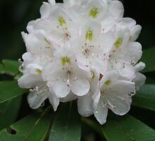 Rhododendron by Christopher Ewing