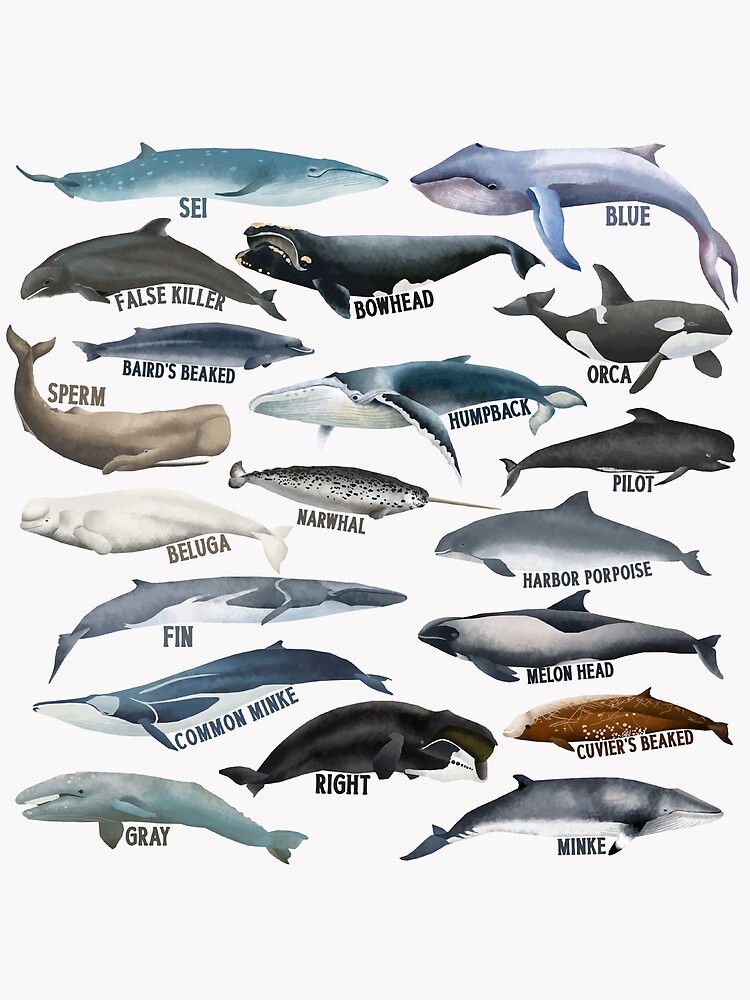 Whales Of The World Watercolor Whales Educational Whale Poster