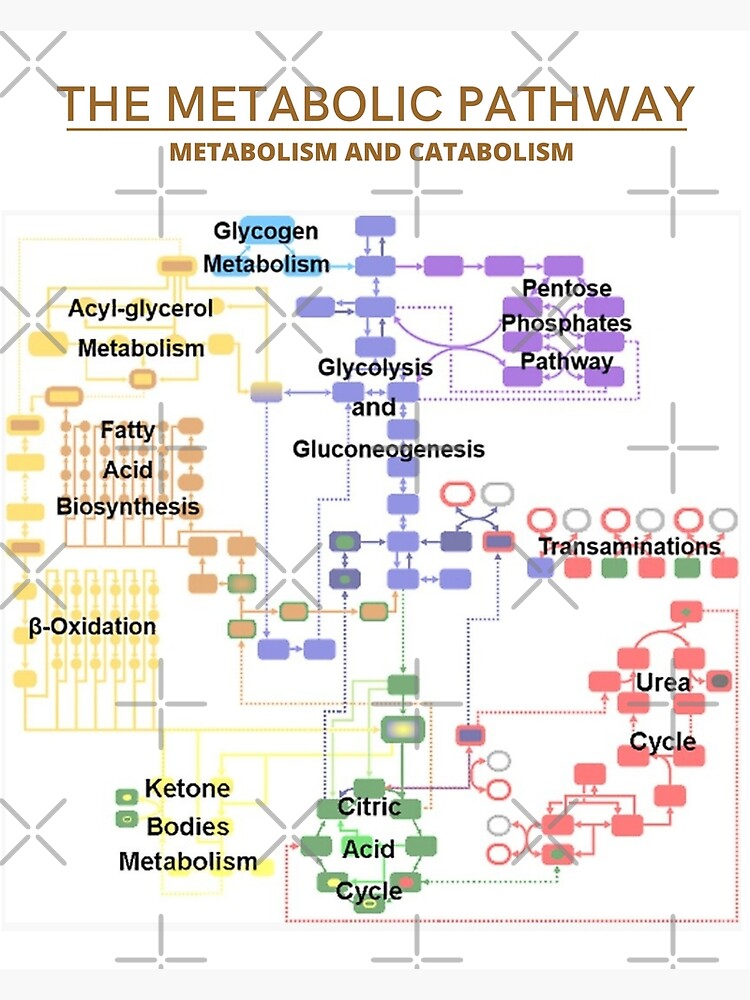 Metabolic Pathway Illustration Art Print For Sale By Sciencestores