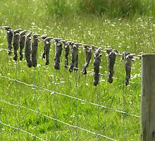 Mole-catcher's warning! UK by jay12