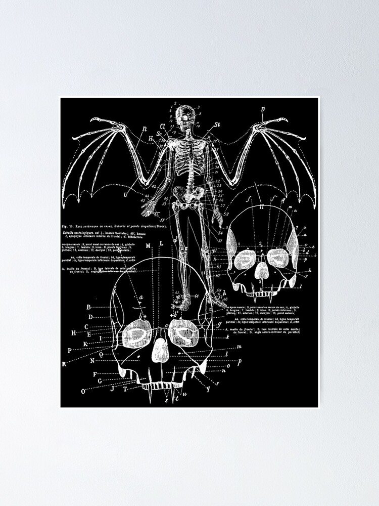 Anatomy Of A Vampire Bat Skull Diagram Classic Poster For Sale By