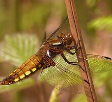 Female Broad-bodied Chaser by Neil Bygrave (NATURELENS)