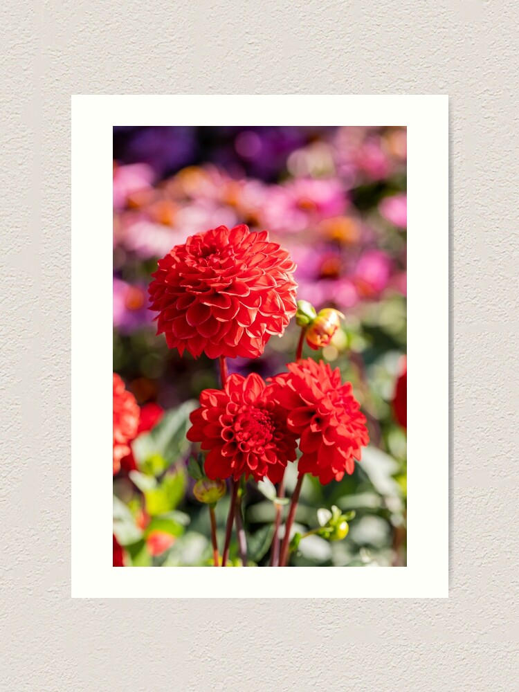 Red Dahlia Flowers Art Print For Sale By Tanya24 Redbubble