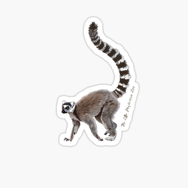 Ring Tailed Lemur Sticker For Sale By Danielbowles Redbubble