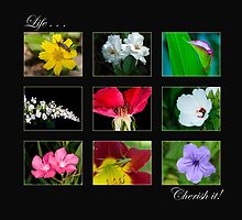 Life . . . Cherish it! by Bonnie T. Barry