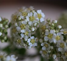 BLOSSOM'S THE FAIREST by Sean Farragher