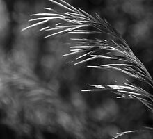 Wild, Tall Grass by Everett Cook