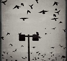 Revenge of the Birds by Trish Mistric