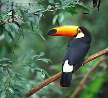 beak that is slightly phallic by luxiggy
