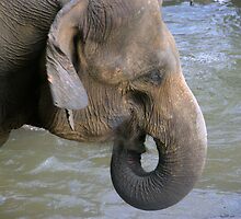 Bathing Time by gopi