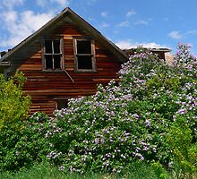 Buried in lilacs by Darbs