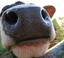 Do I Knose You? by Ann Rodriquez