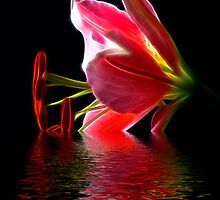 Star Gazer Lily by BigD