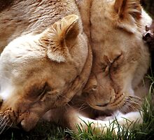 Loving Lions by Steve Chapple