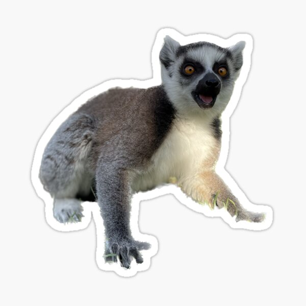 Happy Ring Tailed Lemur Sticker For Sale By Oahulanai Redbubble