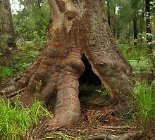 Ancient Tingle Tree by Pam Wilkie