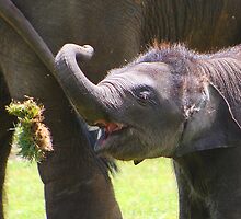 Baby elephant 4 of 4 by jdmphotography