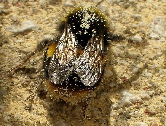 bumble bee wings