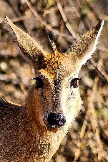 Common Duiker