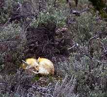 Sleeping Fox by LarryGambon