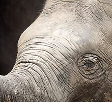 Young and Wrinkly by Jim Moore